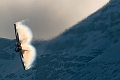 107_Axalp_FA-18C Hornet